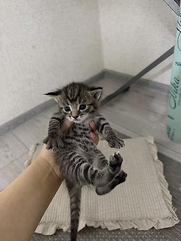 Животные: Котята от домашней кошки - Окрас: тигровый табby, серо-черные — 1