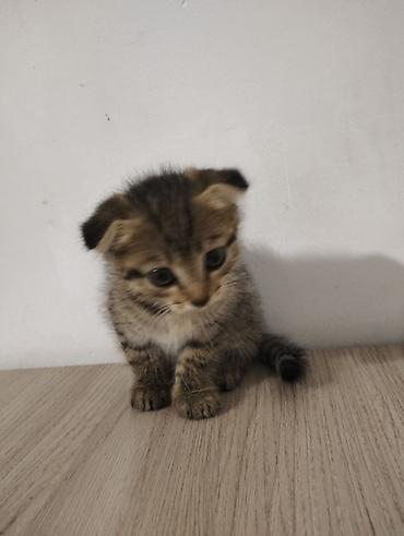 каракол кошка: Скотиш Фолд (Шотландиялык шалпаң кулак), 2 айлык, Ургаачы — 3