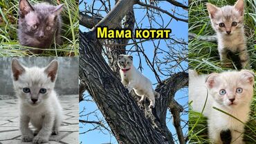 наполнители для кошек: 2 месяца, Девочка, Приучена к лотку