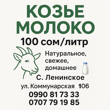 Другие животные: Свежайшее козье молоко – 1 литр всего за 100 сом! 🐐🥛 Продаем