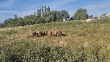 жом кара балта: Сатам | Ургаачы кой (ургаачы) | Гиссар, Арашан | Көбөйтүү үчүн | Асыл тукумдуу