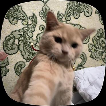 кошка шотландская вислоухая: Кошка даром: Скотиш Фолд (Шотландская вислоухая), 6 месяцев, Мальчик, С прививками — 2