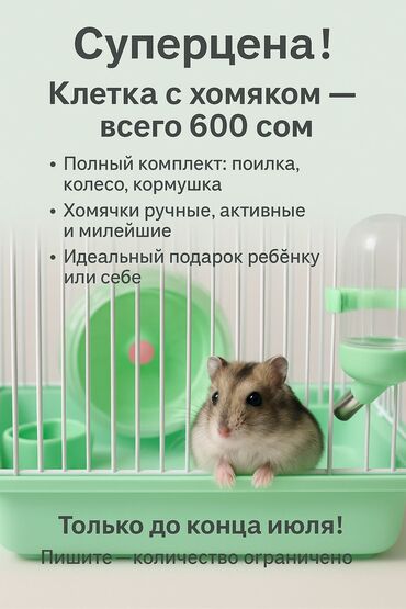 ручные крысы: 🐹 ХОМЯК + КЛЕТКА ВСЕГО ЗА 600 СОМ! 🐹 🔥 Нереально низкая цена — всё