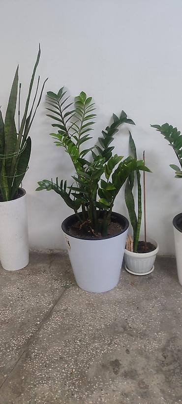Замиокулькас (Долларовое дерево): Замиокулькас (Zamioculcas zamiifolia) в декоративном пластиковом — 2