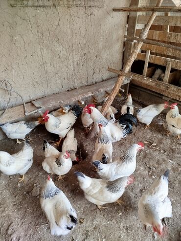 кальций для животных: Продаю | Цыплята