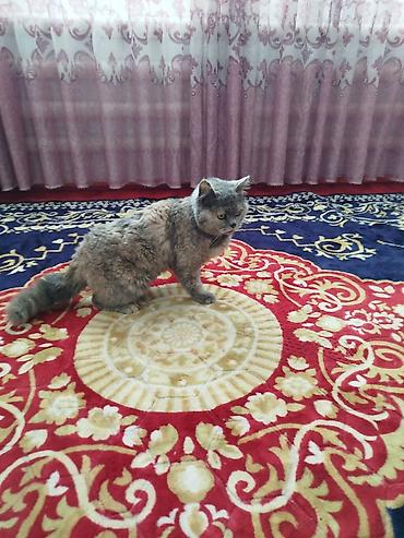 Ковры и паласы: Ковер Полиэстер — 5