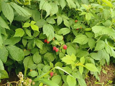 Meyvə və giləmeyvə: Məhsul: Təzə moruq (bağdan yığılmış) Təsvir: - Şirin, ətirli və — 3