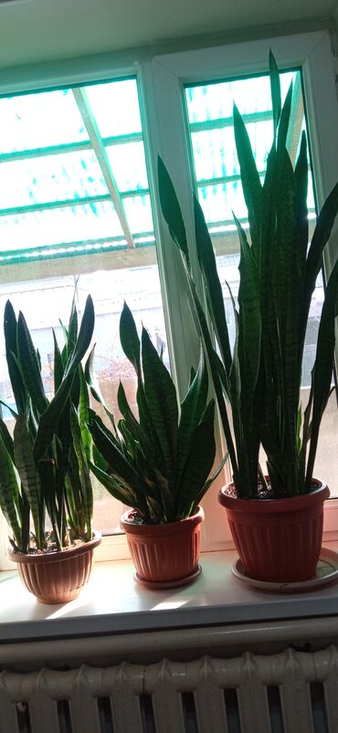 Тысячи различных цветов наполняли воздух. 32 ветра. Тысячи различных цветов наполняли воздух. Лидия чарская не рви цветов. Тысячи различных цветов наполняли воздух.