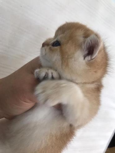 Pişiklər: Britan — 6