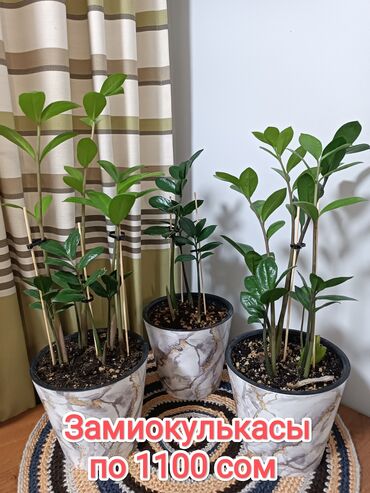 каланхоэ в горшке цена: 1)Замиокулькасы,у каждого стебля полноценный клубень с хорошей
