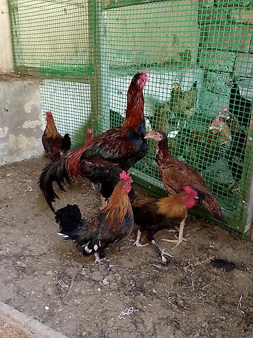 Куры: Salam şəkildəki heyvanlar hamısı xoruzu 5 ədəd Yaponka 
2 ədəd Heyratı — 4