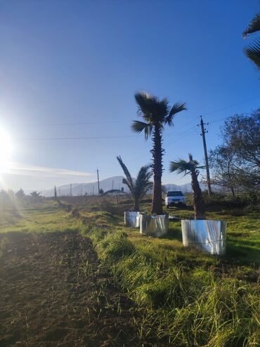 Ağaclar: Palmalar satilir 2000nen3000manatacqeder -da lalafo.az — 5 Ağaclar: Palmalar satilir 2000nen3000manatacqeder — 5