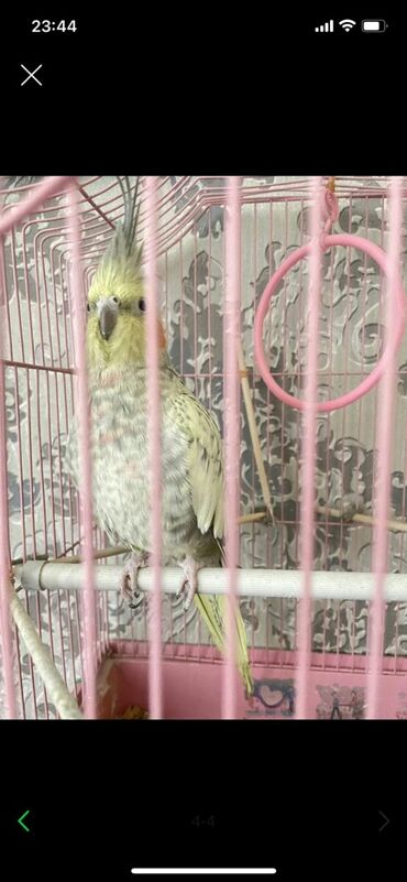 Птицы: Попугай Карелла, девочка, очень интересная,продаем вместе с клеткой