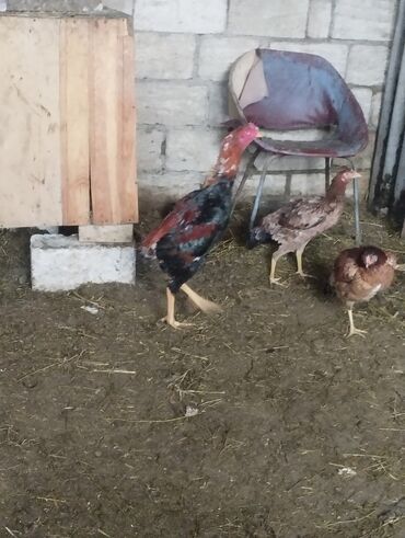 Xoruzlar: Aseel tipli uzunayaqlı cücərti/ceylək xoruz - Uzun və güclü sarı — 24