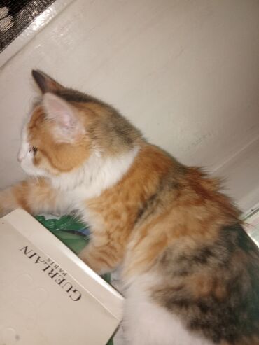 Pişiklər: Yaxşı əllərə — 2