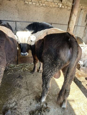 хатико собака: Продаю | Бык (самец) | На откорм | Привязанные