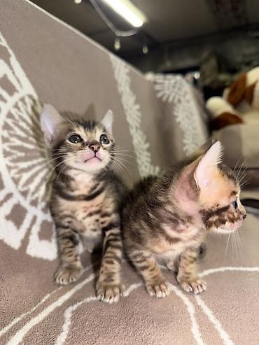 Бенгальская, 2 месяца, Мальчик, Проглистована, Приучена к лотку