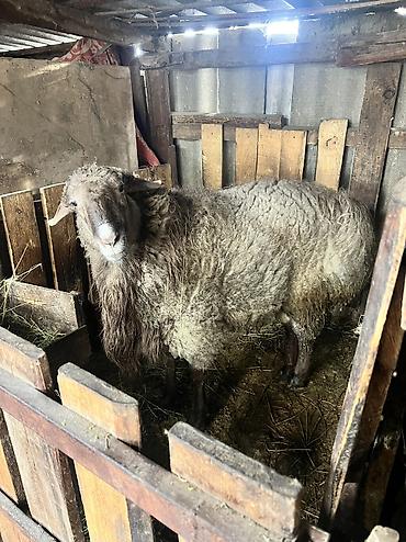 Баран, овца: Продаю | Баран (самец) — 8