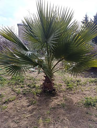 torf satilir: Vaşinqton ( palm) toxumları satılır. bir ədədi 20 qəpik. çox alana — 1