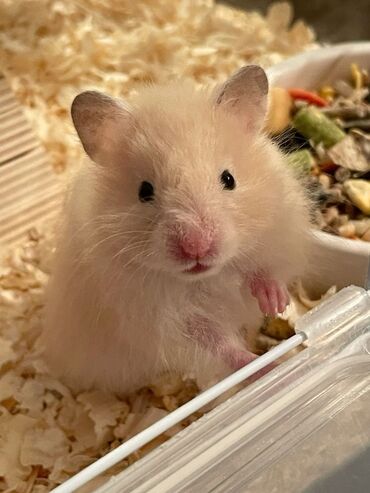 продаю кролов: 🐹 Готовый пушистый друг — без забот! 🏡 Сирийский хомяк (1,5 месяца) +