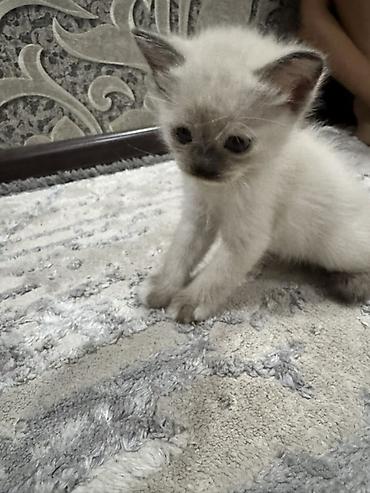 Котята, домашнее выращивание. - Окрас: два короткошёрстных тигровых