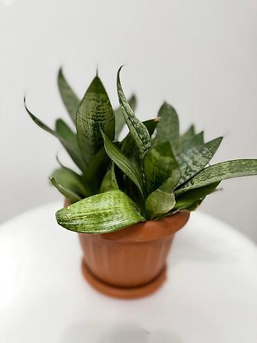 Комнатные растения: Сансевьерия (Sansevieria) в горшке — 1