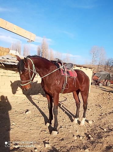 Лошади, кони: Продаю | Жеребец | Рабочий — 9