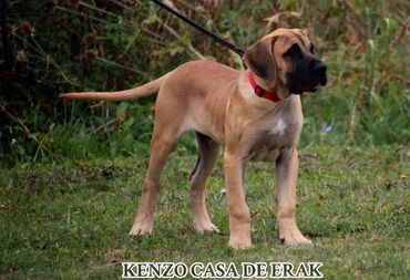 Psi: Štenci Presa Canario, ostenjeni 24.5.2023 godine. Kuba Kira je rođena — 17