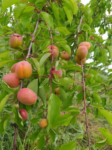 Tinglər: Hər növ meyvə aqcların satşı hər bir sort var çadrlma pulsuzdur meyvə — 22