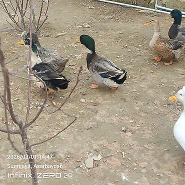 Ördəklər: Hamsi satılır çoxu yumurtduyur — 6