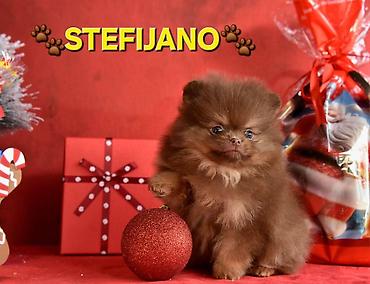 Psi: Pomeranac Boo. NOVO! Ekskluzivni dugo ocekivani stenci pomeranca u — 18