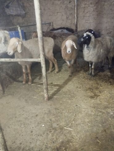 Бараны, овцы: Продаю | Баран (самец) — 22