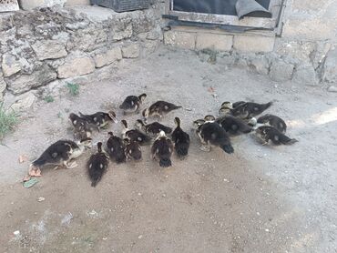 pinqivin ordek: Lal ördək 19 ədəd satılır 2aylıqdır.
160 AZN Ünvan:Hövsan Kənd