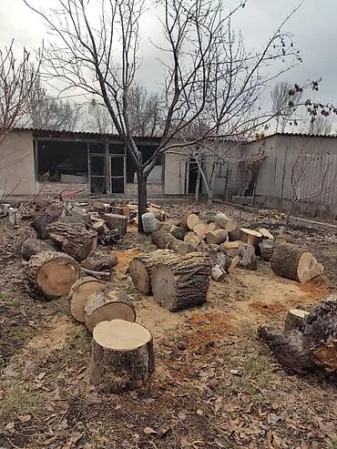 декоративные растение: Уборка территории, Уборка снега, Уборка двора и сада, Чистка брусчатки — 9