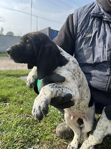 Продажа собак: Продаются щенки курцхаара. Дата рождения: 12 января 2026 г. Порода — 2