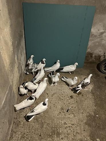 spiç: Salam hamsi secme heyvanlardi 21 denedi — 2