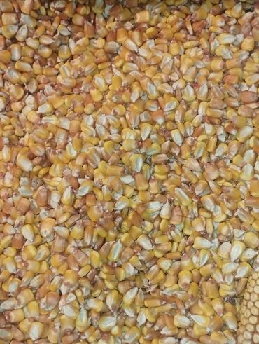 каражыра уголь: Жүгөрү lalafo.kg да каражыра уголь: Жүгөрү