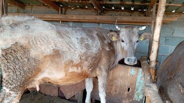 швицкая порода коров: Продаю | Корова (самка), Тёлка | Швицкая | Для разведения, Для молока