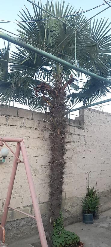 şam ağacı növləri: Təbii Palma ağacı "Traxikarpus" (Hündürlük 5 metr) Elanın mətni (Текст — 1