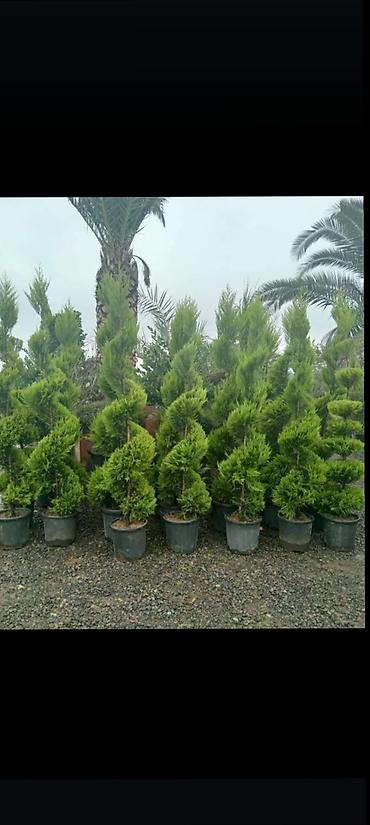 Tinglər: Salam isdenilen nov meyve tinglerini ve dekorativ aqaclari tam orjinal — 13