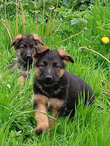 Собаки: Продаю породистых щенков немецкой овчарки 2.5 месяца. имеются все
