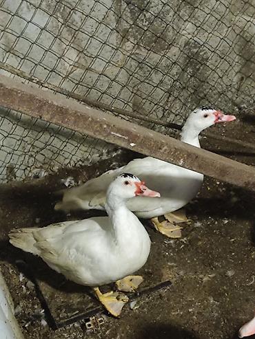 pedigree it yemi: Salam ördəklər satılır. 2 erkek 3 dişi erkeklerin 4 kq dan çox — 3