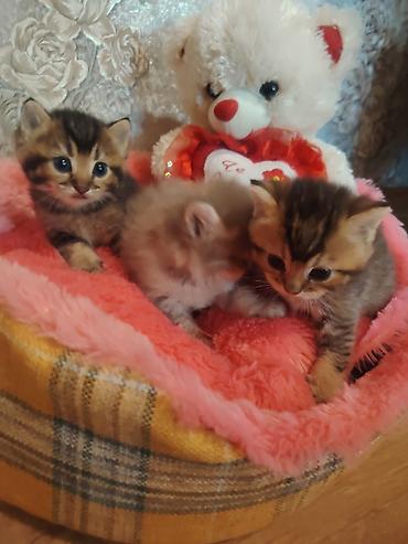 pekines balası: Qızıl şinşilla, Erkək, Dişi, Yaxşı əllərə, Ünvandan götürmə — 1