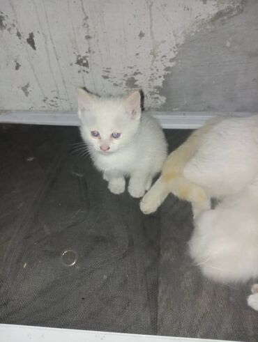 кот кошка: Отдам котят в добрые руки