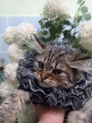 Декоративные ленты и банты: Ошейник-воротник для кошек (юбочка-ruff) - Декоративный воротник для — 7