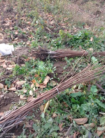 Şitillər: Tinglərimiz satışdadır sağlam tinglər bizdədir sifariş sizden pulsuz — 9