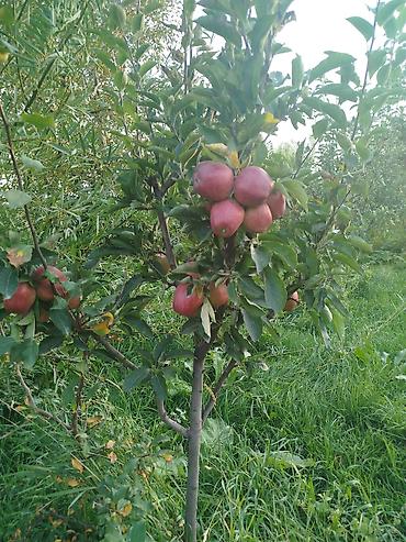 Спил деревьев, заготовка дров: Профессиональная обрезка плодовых деревьев Услуга сезонной и — 6