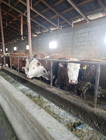 Коровы, быки: Продаю | Бык (самец) | Герефорд | На откорм | Племенные — 24