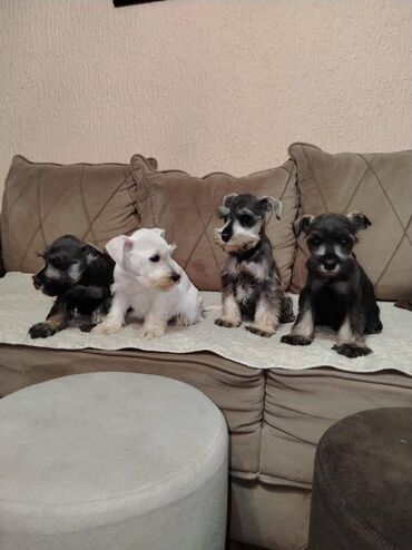 Psi: Patuljasti snaucer biber so najlepsi novogodisnji poklon za vase na lalafo.rs — 1 Psi: Patuljasti snaucer biber so najlepsi novogodisnji poklon za vase — 1