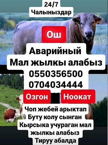 куплю коня: Колбасный цех, Частное лицо : Лошади, кони, Бараны, овцы, Коровы, быки, | Любое состояние, Забитый, На забой, на мясо — 1